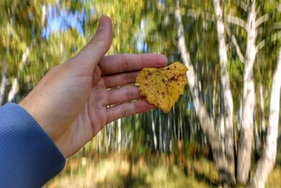 Close-up of person holding leaf