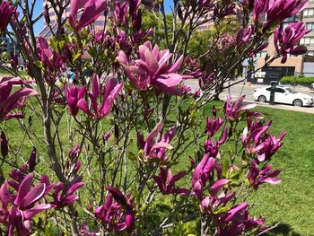 Close-up of pink flowering plant