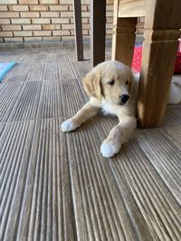 High angle view of dog looking away while sitting on wood