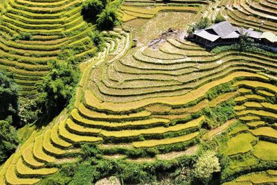 Full frame aerial shot over rice fields