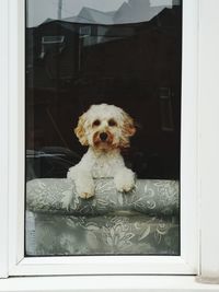 Portrait of dog seen through glass window