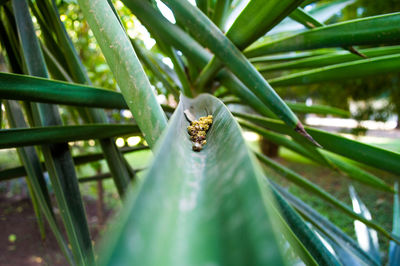 Close-up of insect on leaf