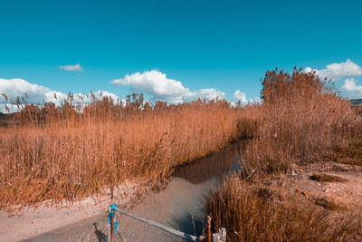 Panoramic shot of trees on field against sky