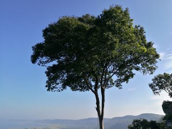 Low angle view of tree against sky