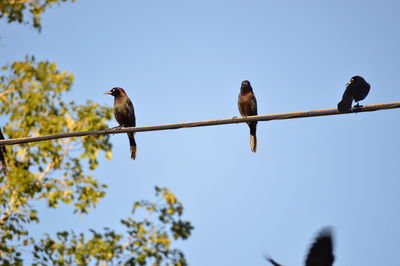 Low angle view of bird perching on tree against clear blue sky