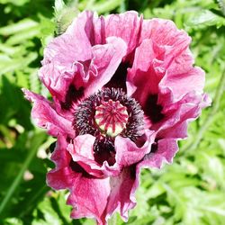 Close-up of pink flower blooming outdoors