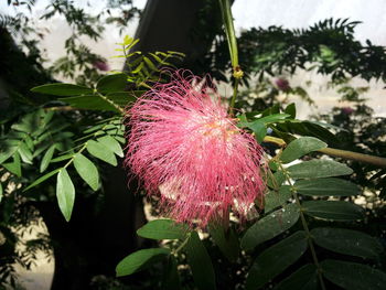 Close-up of pink flowers