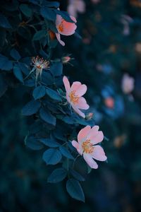 Close-up of pink flowering plant