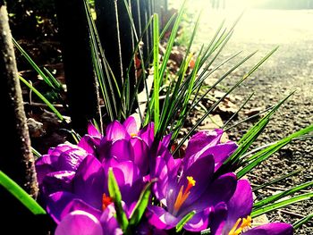 Close-up of purple flowers