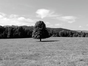 Trees on field against sky