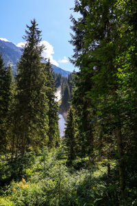 Krimml waterfalls with 380 meters are the highest in europe. august 2020.