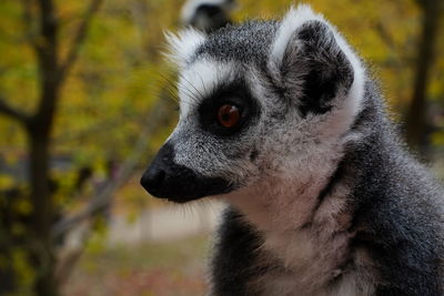 Close-up of a dog in zoo