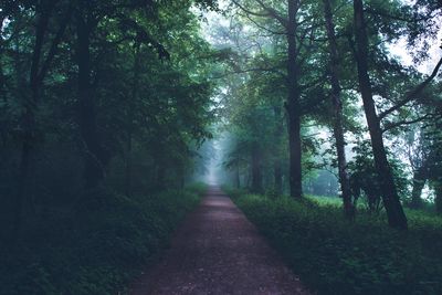 Footpath amidst trees in forest