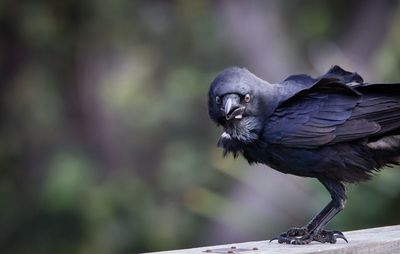 Crow perching on wooden plank