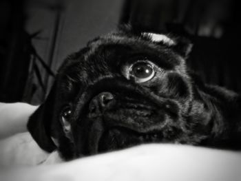 Close-up portrait of black dog relaxing on floor