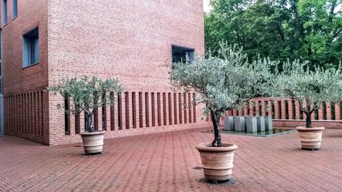 Plants in front of building