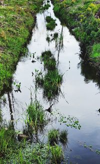 Reflection of trees on lake