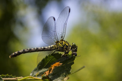 Close-up of butterfly perching on plant