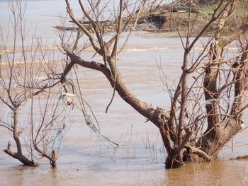 Bare tree by lake