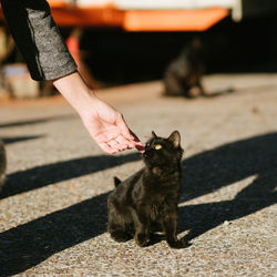 Cropped image of woman with black stray kitten on footpath