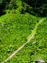 High angle view of trees on field