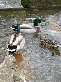 Mallard ducks swimming on lake