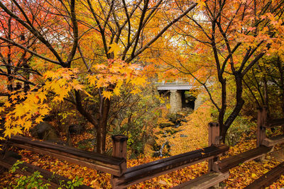 View of trees during autumn