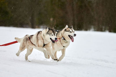 Running husky dog on sled dog racing. winter dog sport sled team competition. siberian husky dog