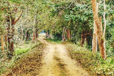 Road amidst trees in forest