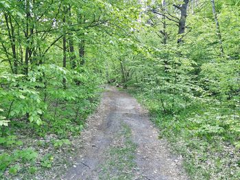 Narrow pathway in forest