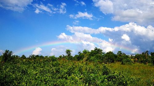 Trees in forest against sky