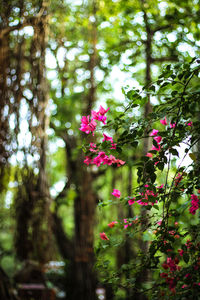 Low angle view of pink flower tree in forest