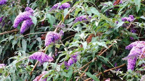 Close-up of purple flowers