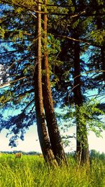 Trees on grassy field