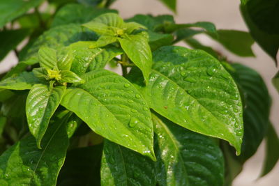 Close-up of raindrops on leaves