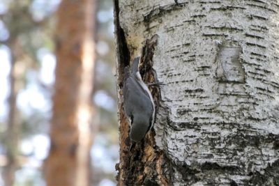 Close-up of a bird on tree trunk