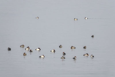 Flock of birds swimming on sea