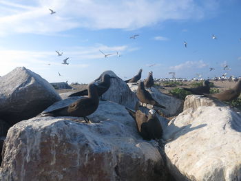 Flock of birds flying over rocks