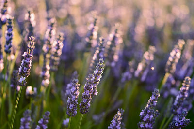 Close-up of purple flowers blooming in field