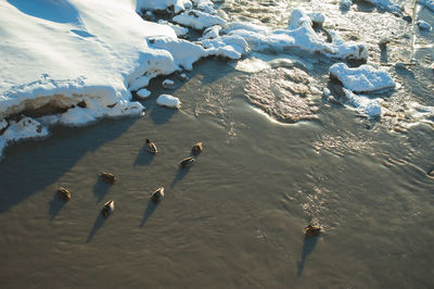 High angle view of ducks in lake during winter