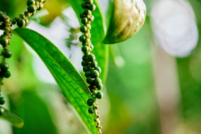 Bunch of organic fresh green pepper in the garden