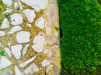 High angle view of moss covered stone wall