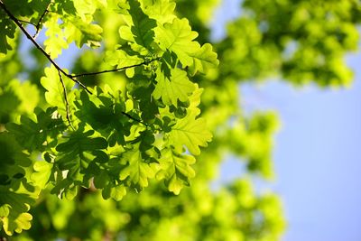 Low angle view of flowering plant