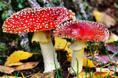 Close-up of mushroom growing in forest