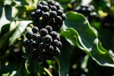 Close-up of berries growing on plant