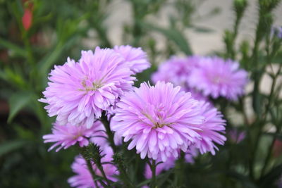 Close-up of pink flowering plant