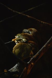 Close-up of bird on branch