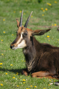 Close-up of a horse on field