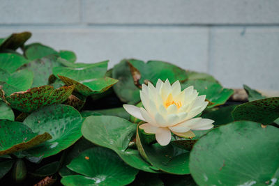 Close-up of lotus water lily