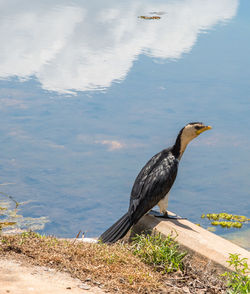 Bird perching on a lake
